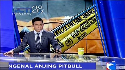Mengenal Karakteristik Anjing Pitbull