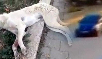 Bu kez Karabük... Köpeğe çarpan sürücü yoluna devam etti