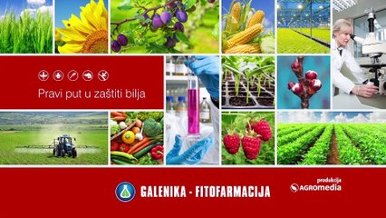 Pravilna zaštita pšenice važan korak na putu do vrhunskih prinosa