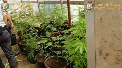 Télécharger la video: Formello, piantagione di marijuana nel giardino della villa