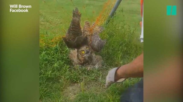 Cette chouette prisonnière d'un but de football doit une fière chandelle à trois ouvriers