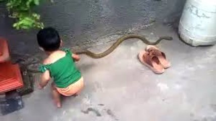 Indian Baby Playing with King Cobra Snake