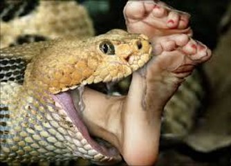 Giant Python Snake Eats Man in Indonesia