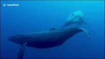 Scuba diving with humpback whales in Hawaii