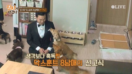 신신 브라더스, 닥스훈트 8남매와의 격한 환영에 깜놀