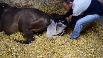 Assistez à la naissance d'un poulain! ♥ (poulinage)