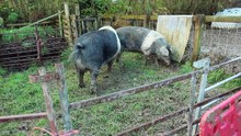 Bert and Dinah mating