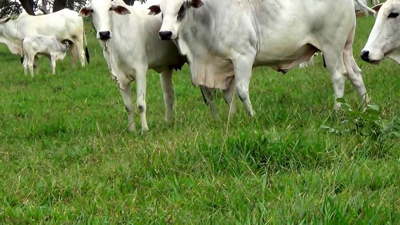 Fazenda Santa Rita de Cássia, Pecuária, Estação de monta natural,