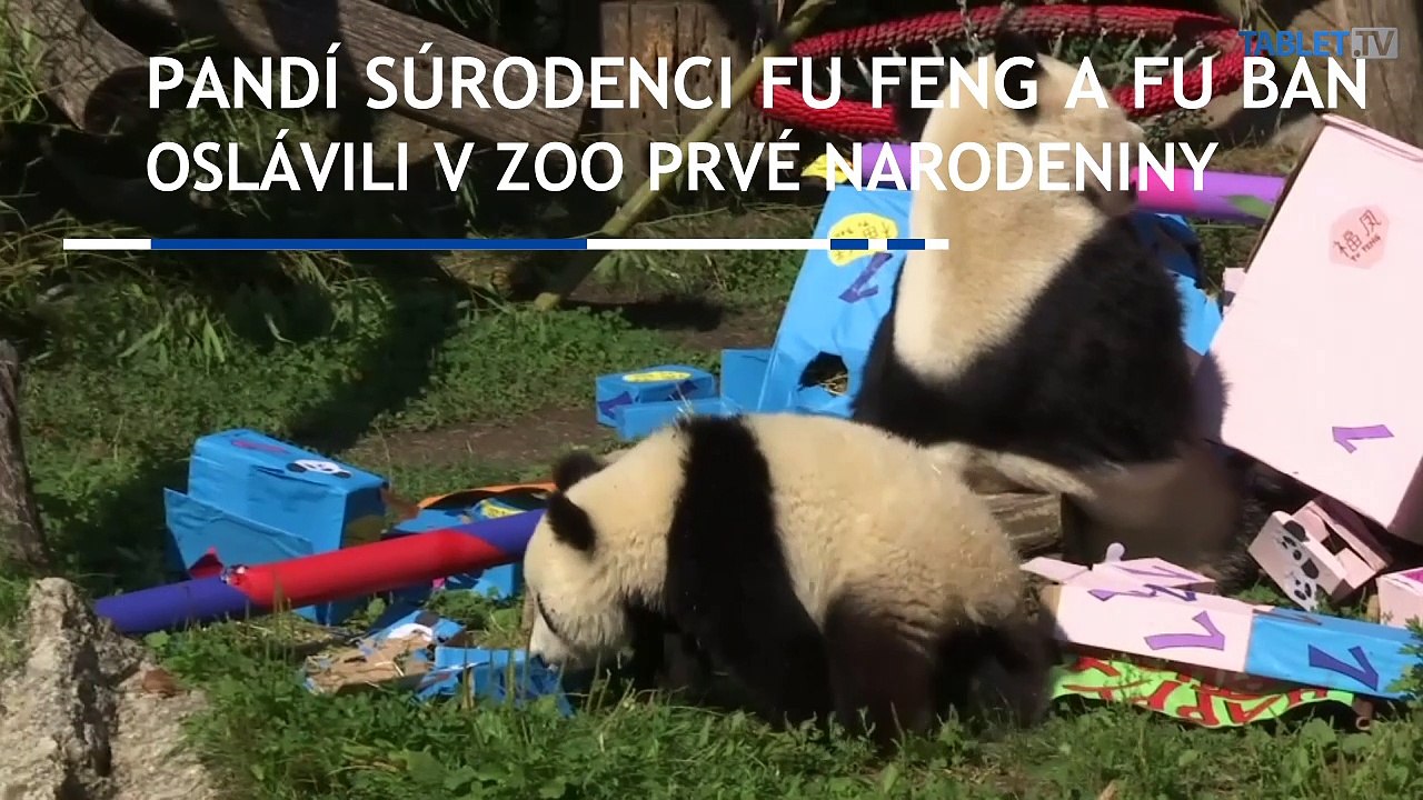 Pandie dvojičky oslávili v zoo prvé narodeniny