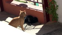 Gatos apareandose.impresionantes maullidos de la hembra.(HD)