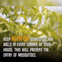 Dengue is gripping India and pakistan as  we speak. But you can prevent this deadly disease easily