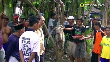 Télécharger la video: Monyet serang manusia di Jawa Tengah, warga panggil sniper - TomoNews