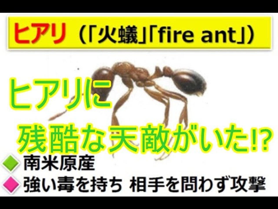 殺人アリ ヒアリ そんな 殺人アリ 火アリ に残酷な天敵がいた There Was A Cruel Natural Enemy To A Killer Ant Fire Ant Such 動画 Dailymotion