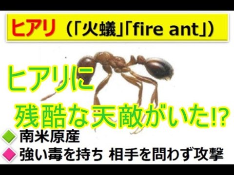 殺人アリ ヒアリ そんな 殺人アリ 火アリ に残酷な天敵がいた There Was A Cruel Natural Enemy To A Killer Ant Fire Ant Such 動画 Dailymotion