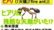 殺人アリ「ヒアリ」そんな「殺人アリ(火アリ)」に残酷な天敵がいた！(There was a cruel natural enemy to a killer ant 