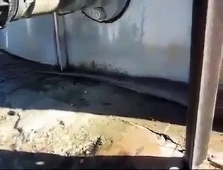 Bu Yılanı Görenler Korkudan Küçük Dilini Yutuyor