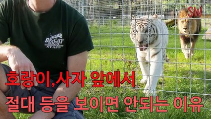 호랑이, 사자 앞에서 절대 등을 보이면 안되는 이유