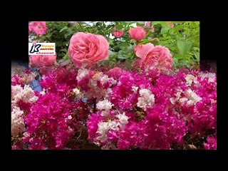 Amito Amar Golpo bolechhi tumi keno kadle, Singer Shahnaz Rahmatullah