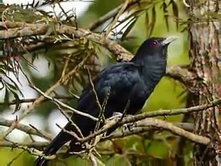 Ekbar Jete De Na - (Shahnaz Rahmatullah)