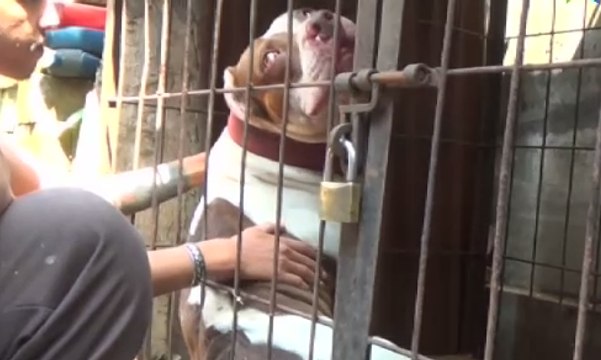 Bocah Tewas Diterkam Anjing Peliharaan Orangtua