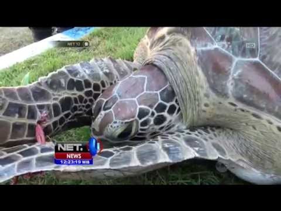 Polisi Air Buleleng Gagalkan Penyelundupan 29 Ekor Penyu Hijau - NET12