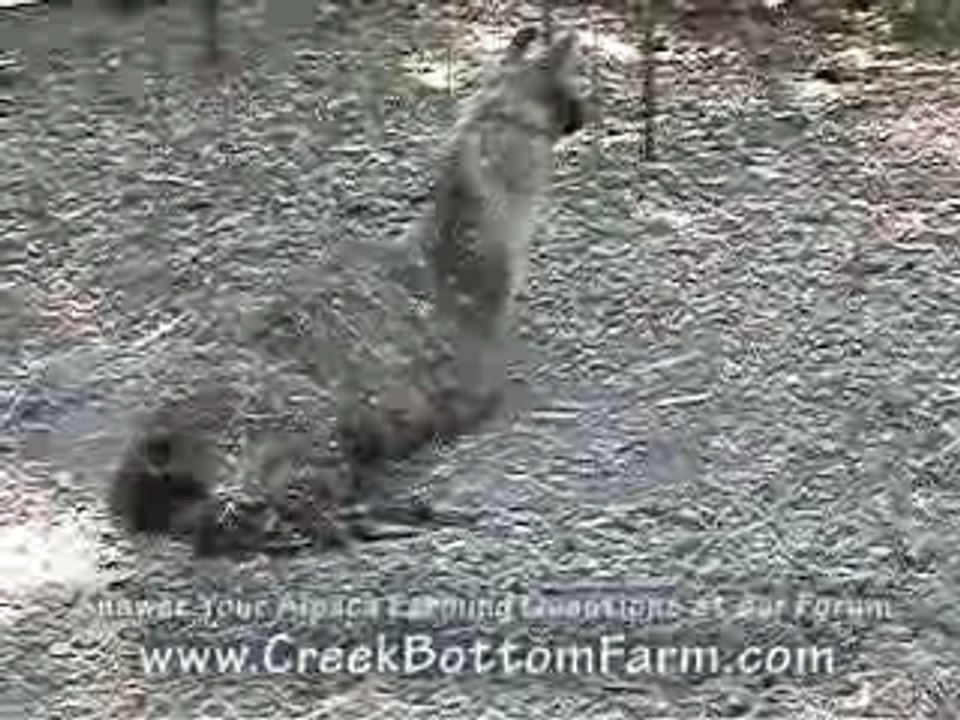 Alpaca Farming