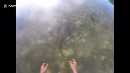 Man catches shovelnose shark with his bare hands
