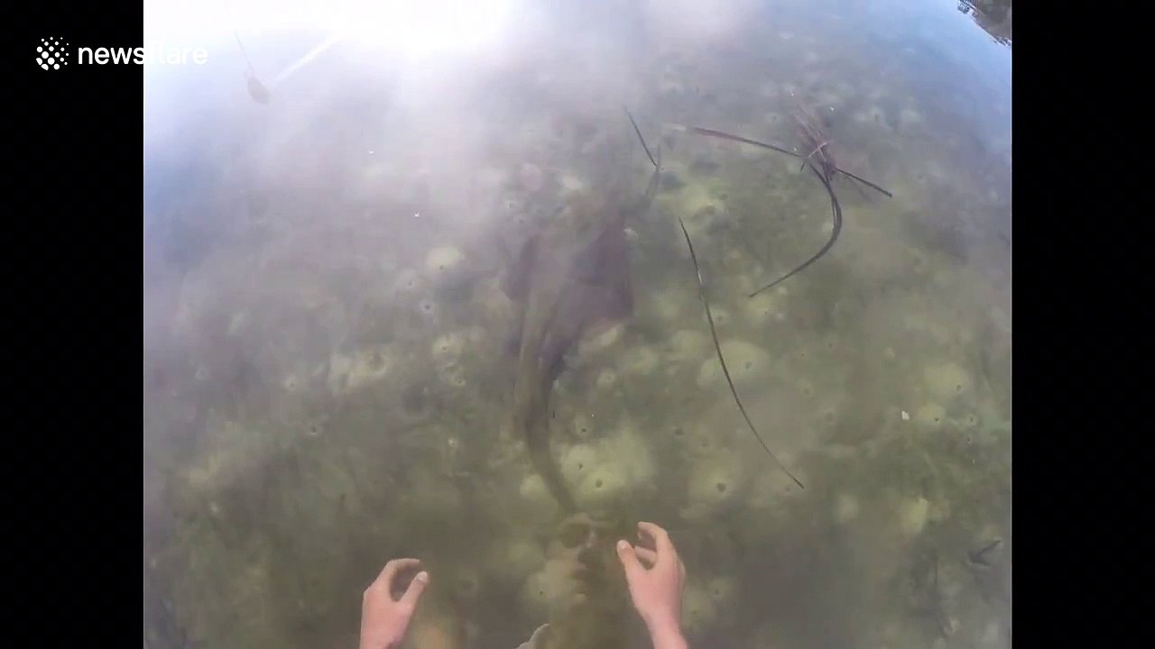 Man catches shovelnose shark with his bare hands