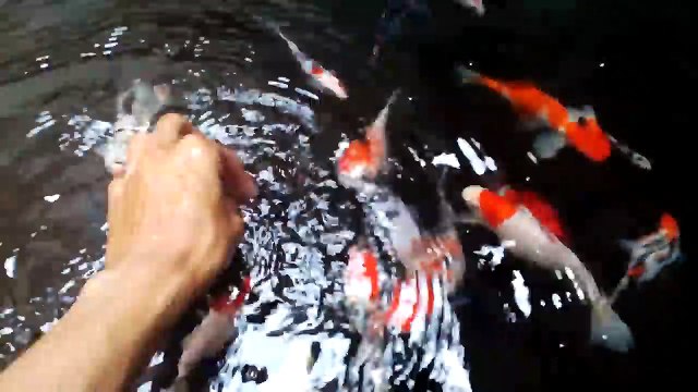 Filter koi, sangat efektif membuat air kolam koi jernih