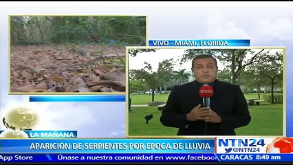 preocupación en Miami por el aumento de serpientes venenosas en los patios de las casas