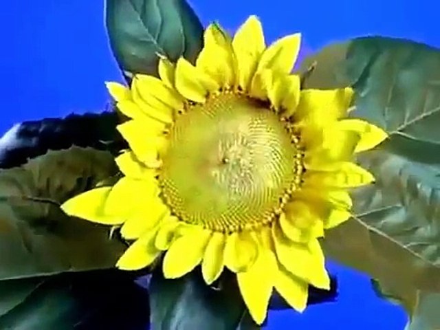 Baby Einstein World Of Shapes Baby Newton All About Shapes Video Dailymotion