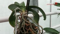 Comment prendre soin de ses orchidées