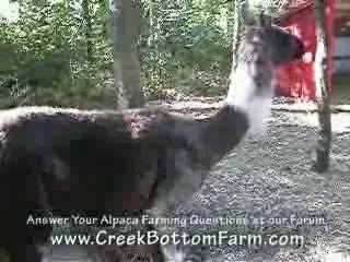 Starting an Alpaca Farm