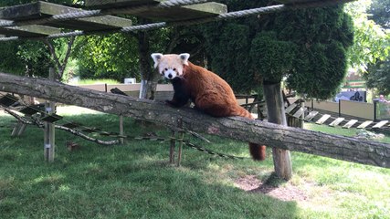 Panda roux au zoo du Cerza