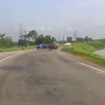 Le rhinocéros fait fuir toutes les voitures de la route