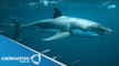 Isla Guadalupe, un encuentro con el tiburón Blanco / Tiburón Blanco