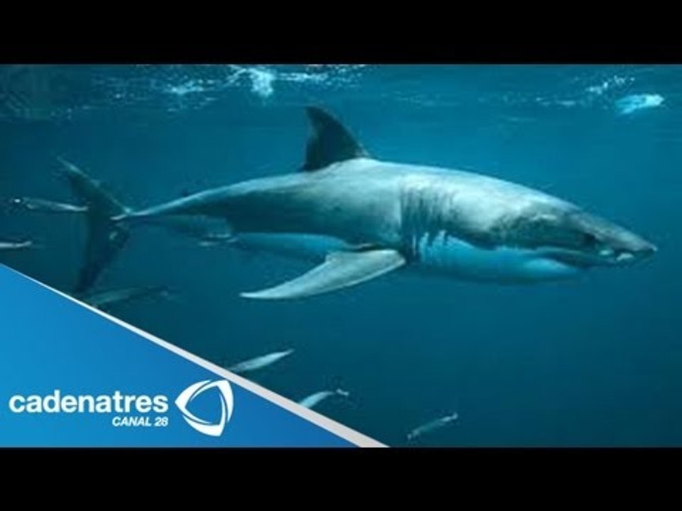Isla Guadalupe, un encuentro con el tiburón Blanco / Tiburón Blanco
