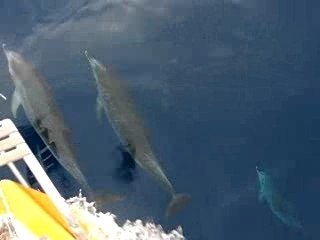 Dauphins