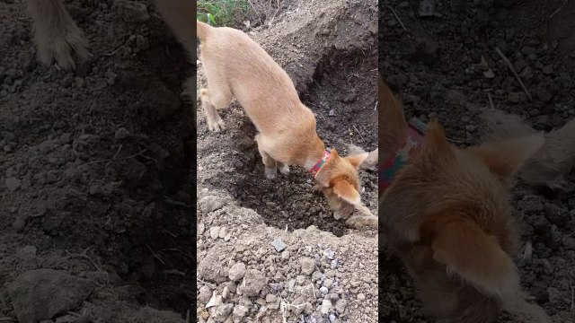 Ce chien ne veut pas abandonner son ami mort