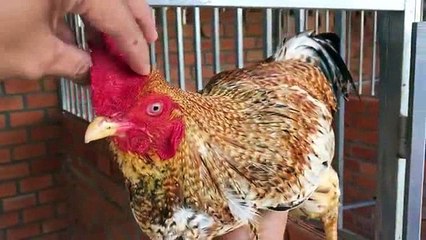 Cú lá đẹp như mơ 3kg siêu víp giá 7tr -  Hưng Cần Thơ 0939773333 (đã bán)