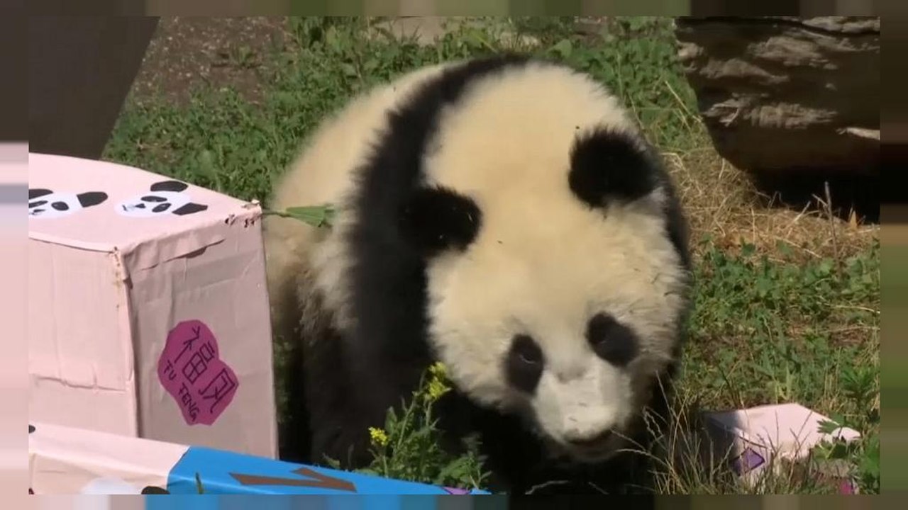 Pandawunder in Wien feiert Geburtstag