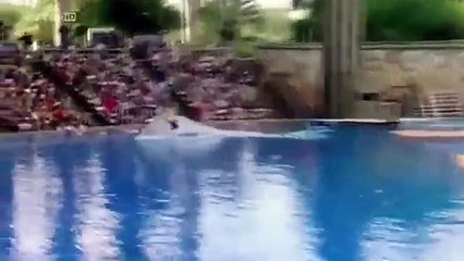 Les Requins Blancs Le Grand Malentendu Documentaire Complet En Francais