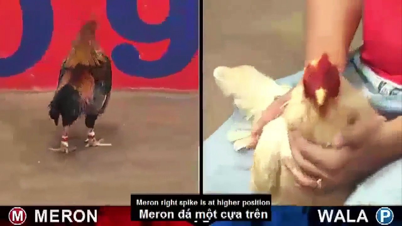 2 trận Gà Đỏ (Meron) đá CÂY TRÊN ngày 2_8