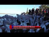 Sensasi Seru Berinteraksi dengan Ratusan Pelikan di Australia - NET12