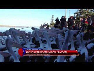 Télécharger la video: Sensasi Seru Berinteraksi dengan Ratusan Pelikan di Australia - NET12