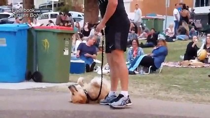 Gold Coast dog refuses to leave park and plays dead