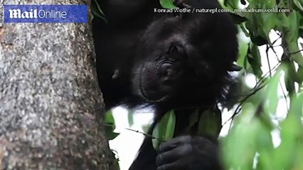 Remarkable moment chimpanzee uses GRASS to catch ants