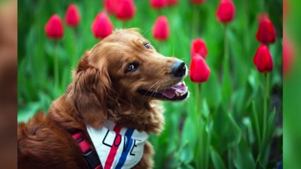 HITN El perro famoso por dar abrazos en Nueva York