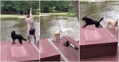 Cães correm para salvar o seu dono que simula estar em apuros na água