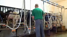 Intelligent Technology Smart Farming Automatic milking machine, Goat Feeding, Cleaning, In